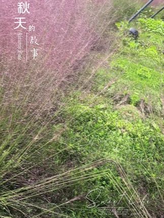 终于和今年的粉黛合了影!原来“粉色暴击”是这种,连空气都甜到发飘的感觉~#粉黛乱子草 #治愈系风景