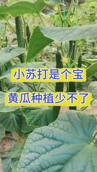 小苏打是个宝,黄瓜种植少不了#黄瓜种植