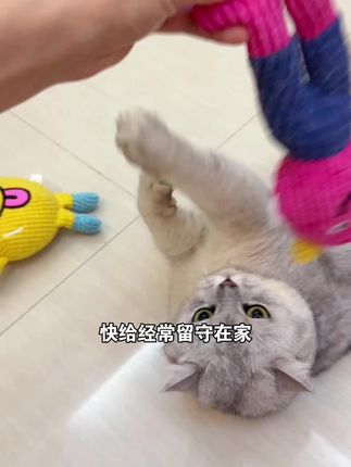 毛孩子是真的不喜欢睡懒觉 #猫玩具 #狗玩具 #新手养猫 #宠物玩具 #新手养狗