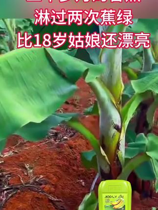 靓过18岁的姑娘#香蕉种植#农业种植#三农#我要上热门