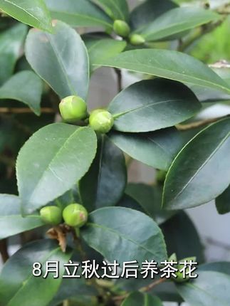#花卉绿植#养花小知识 #茶花