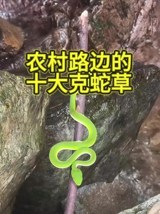 蛇见蛇怕的农村野草#中草药科普 #蛇