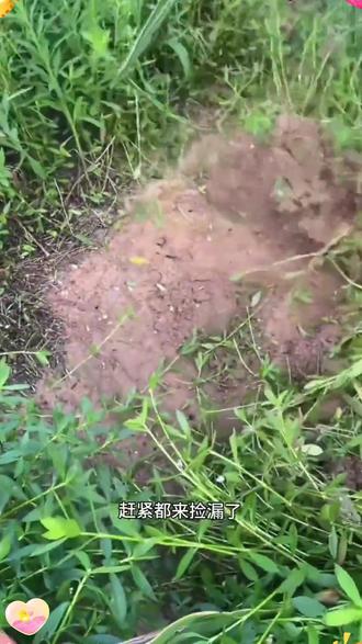 锰钢开刃砍草锄,砍草不怕石头,干活轻松效率高 #锄草 #锄头 #农具 #分享