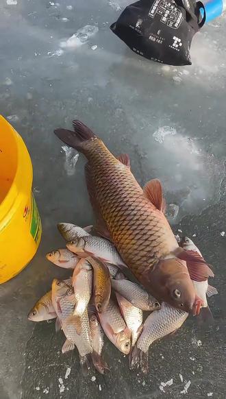 今天又战蓟运河孟庄小坑,依然给力。7.30下坑下杆就5条。钓友一多鱼就跑的无影无踪 满坑打眼找鱼的基本钓不到。就得找鱼道老老实实的静等#冰钓 #户外野钓 #大板鲫 #冰钓的季节来了 #真实生活分享计划