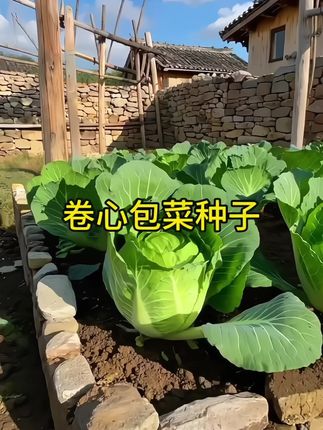 #凉拌卷心包菜 #卷心菜 #包菜 #凉拌卷心菜 #卷心菜 凉拌卷心包菜 包菜