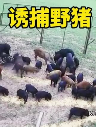 捕猎野猪太简单 #野猪泛滥#国外合法狩猎请勿模仿