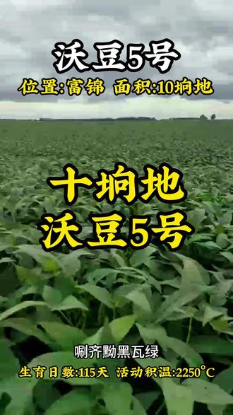 沃豆5号10垧地#三农#大豆#沃豆5号