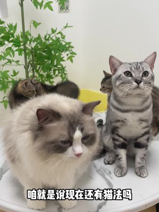 就这个猫粮,拿捏了我家小猫咪#猫咪的迷惑行为