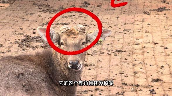 公鹿的鹿茸什么时候开始生长?母鹿什么时候产崽?点赞收藏 #梅花鹿养殖 #梅花鹿