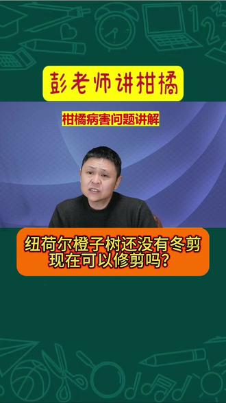 纽荷尔橙子树还没有冬剪现在可以修剪吗? #柑橘种植 #果树种植 #传播农业小知识 #农业技术推广 #冬剪