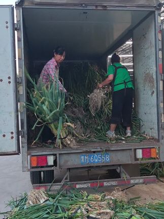 家人们,又到囤葱时候了,现薅现发黑龙江长白杆大葱#大葱 #黑龙江 #新鲜蔬菜