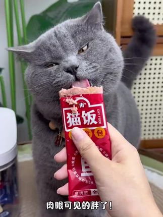 我家猫咪一直吃这款猫饭,纯鲜肉制作, 高肉高含量,看把我家猫咪吃的肥润又可爱,特别添加深海鱼油,吃肉肉的同时美毛亮毛,八包才九块九,刷到就赶紧薅!#关谷主猫饭#猫饭#萌宠好物#萌宠日常记录#赶快拿给猫猫吃吧