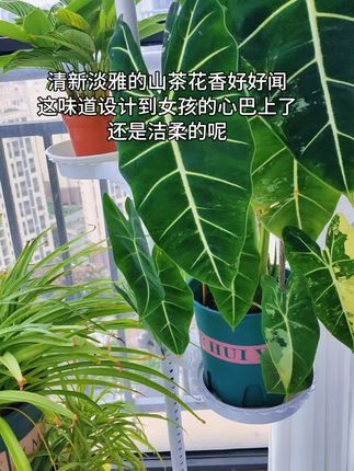 #洁柔#抽纸#仙女必备#香味纸巾 #无限回购的宝藏单品 @DOU+小助手