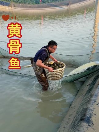 黄骨鱼杂食偏肉食性鱼,生长速度快,出塘快,一年可出两次塘 #鱼苗 #水产养殖 #黄骨鱼 #钓鱼 #三农