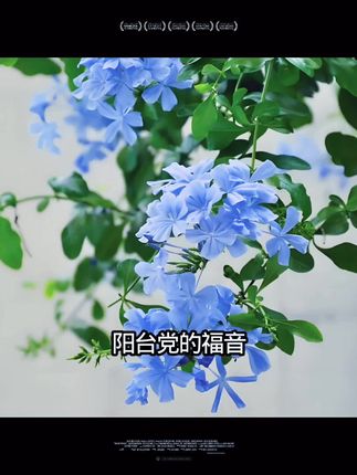 室内高颜值绿植,蓝雪花花开满盆太美了! 这个植物真的太好看了吧!家里养一盆,花开时美不胜收!#花卉绿植#蓝雪花#养花人#室内绿植#阳台养花