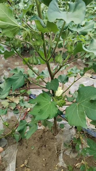 #新疆棉花 谁说今年生育期推后了!#农业种植 这不一样到了该打顶的时间长到了该有的东西吗!#抖音助农 今年一样大丰收#三农 你家的棉花几台果枝?#棉农 评论区里面晒一晒!!!