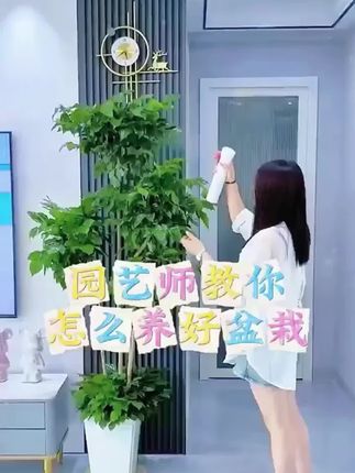 冀金鑫幸福树营养液急救落叶干枯预防黄叶掉叶发财树龙血树通用#幸福树营养液 #植物营养液 #营养液植物 #发财树营养液