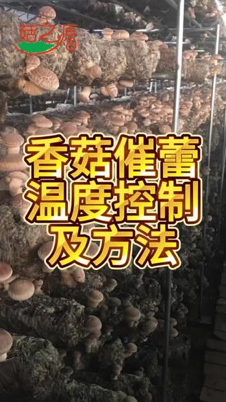 香菇催蕾温度控制以及方法!#食用菌产业 #香菇种植 #支持三农扶持三农发展 #助力乡村振兴 #菇之源