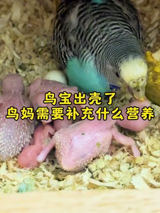 鸟宝出壳了需要给鸟妈补充什么营养呢#鹦鹉 #鹦鹉日常 #宠物 #孵化 #萌宠成长记