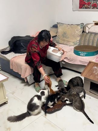 猫猫吃饭的时候比任何人都快#猫粮