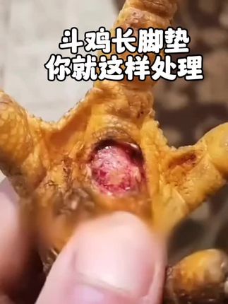 #高质量斗鸡#斗鸡养殖技术#斗鸡爱好者#斗鸡文化#科学养鸡