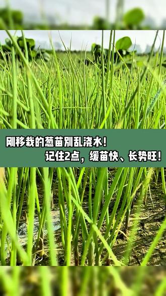 刚移栽葱苗别乱浇水!记住2点,缓苗快、长势旺! #葱 #移栽 #浇水 #农业种植 #农业