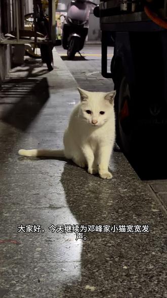 为宽宽发声,坚持到底#小猫宽宽医疗事故去世 #邓峰家的猫 #爱护猫猫狗狗 #动物保护法