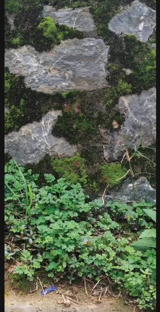 学习剪映的一天,学废啦#倘若我没有释怀呢 #剪映视频制作 #蒲公英