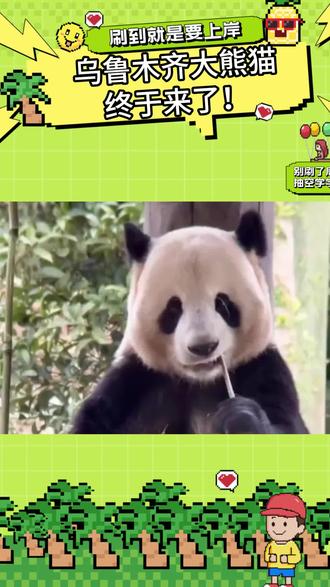 瑞德和宝元已抵达乌鲁木齐水上乐园#新疆熊猫 #乌鲁木齐水上乐园#宝元#德瑞