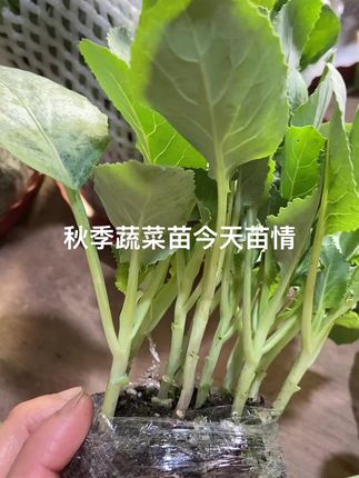 #在家种菜 #优质种苗
