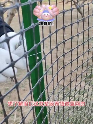 #围栏网#圈山围地#鸡鸭鹅养殖#鱼塘#果园