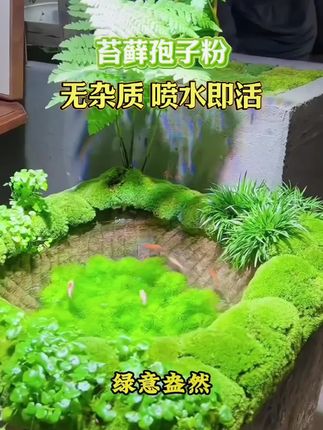 苔藓粉种子,不仅欣欣好活,而且繁殖能力强。