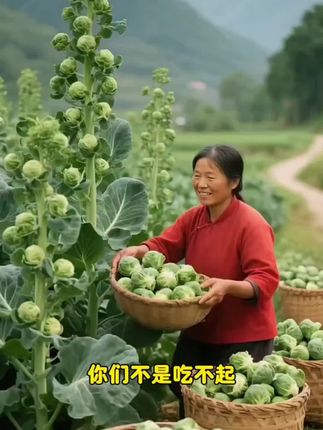 营养丰富#孢子甘蓝菜种子#在家种菜 #纯天然绿色蔬菜 #蔬菜种子