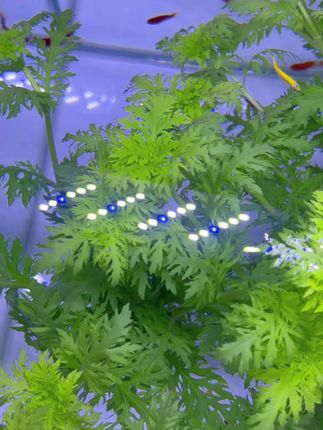 #水罗兰 #水罗兰水草植物