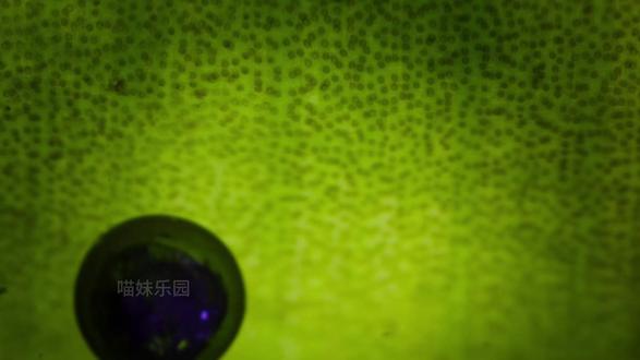 箭毒蛙:用身体为孩子锻造出活下去的生命屏障 #科普 #抖音精选 #万物可爱计划 #青年创作者成长计划