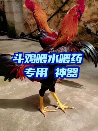 #斗鸡文化 #斗鸡 #高质量斗鸡 #斗鸡文化 #斗鸡爱好者
