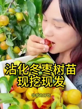 沾化三代冰糖冬枣树苗现挖现发#枣树苗