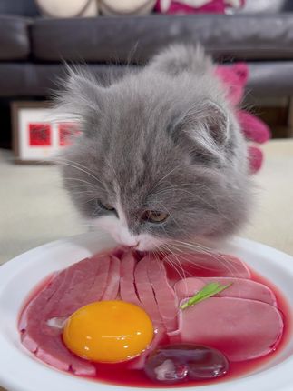 肉肉拼盘(吃的比我好系列) #万物可爱计划 #猫咪沉浸式吃饭 #吃货猫 #猫咪 #宠物吃播