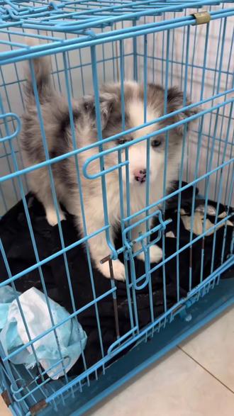 新手养边牧半个月啦#陨石边牧 #训狗经验分享