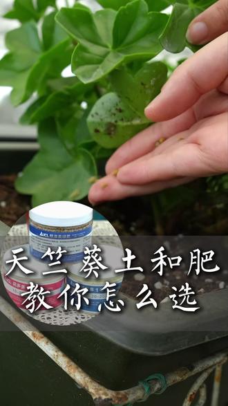 教你如何选天竺葵的土和肥#天竺葵 #天竺葵怎样养护 #天竺葵施肥 #爱养花爱生活 #花卉绿植