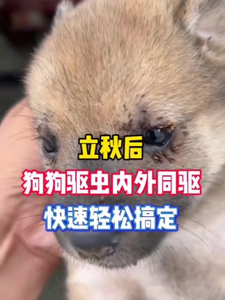 狗有蜱虫不要慌,养狗驱虫看完这条#驱虫 #狗狗驱虫大作战 #养狗经验分享 #新手养狗 #养狗人