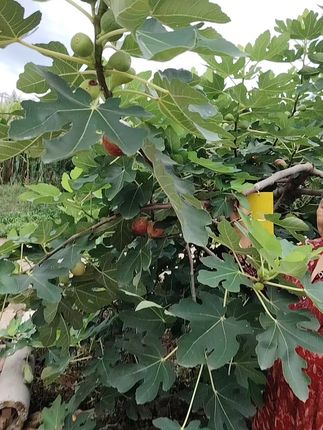 #新鲜采摘 #优质农产品 #应季水果 #无花果 #新鲜无花果 @DOU+小助手