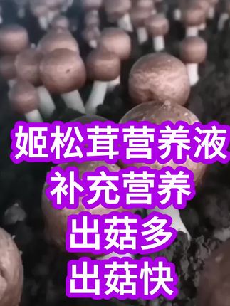 姬松茸用干什么营养液?就使用益富源菌菇益生宝。一个棚一瓶,加600斤水,凉棚后跟水喷淋,出菇后喷雾喷洒使用,#姬松茸营养液 #巴西菇营养液 #姬松茸肥料 #食用菌营养液 #蘑菇营养液