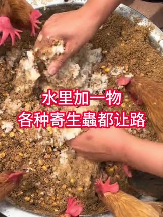 水里加一物各种寄生蟲都让路 水里加一物各种寄生蟲都让路#鸡鸭鹅养殖 #鸡鸭鹅养殖技术 #鸡鸭鹅养殖方法