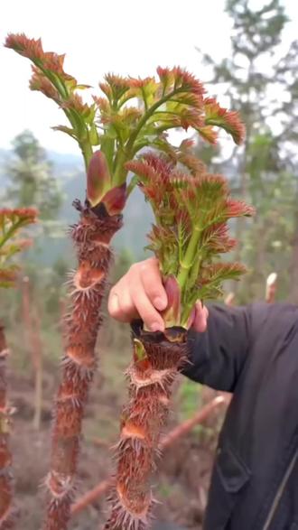 云南刺嫩芽新鲜红皮刺龙芽树头菜刺头菜顺丰包邮#好物推荐🔥 #上热门🔥 #火爆全网