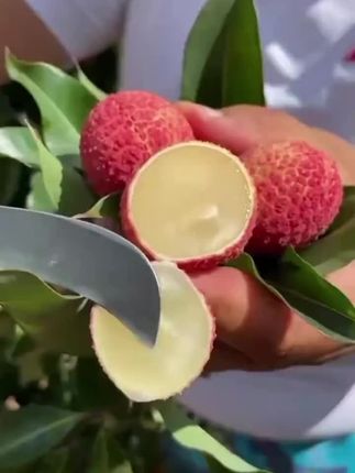 荔枝树苗#果树苗 #农业种植