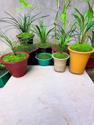 你是怎样种植苔藓的?#黑山土#种苔藓#种植小技巧#兰花