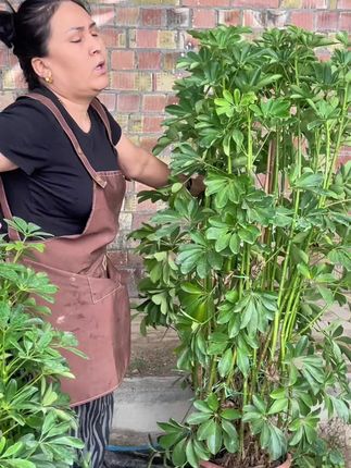 #养花小知识#好物推荐🔥 #好物推荐分享