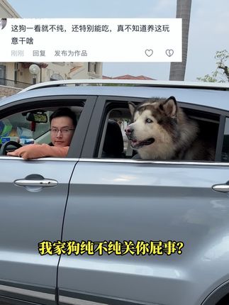 我亲手养大的狗狗不管它纯不纯我都爱,它不单单是宠物更是我的家人#养狗人 #我和我的狗 #狗零食 #阿拉斯加