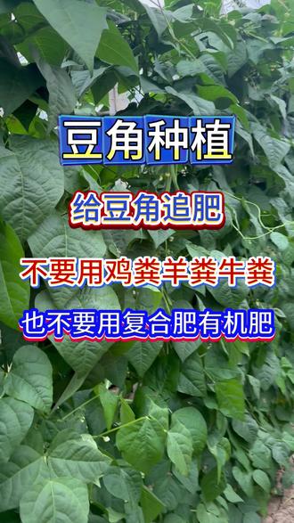豆角追肥到底怎么做#豆角 #豆角种植 #豆角种植技术 #豆角高产技术
